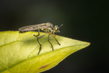 Assassin fly looking for a prey on a green leaf