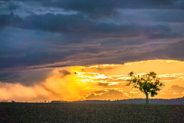 Sonnenuntergang und Baum mit vielen Misteln