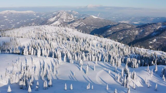 Aerial view of winter landscape with snow covered spruce forest in the mountains with beautiful sun light.