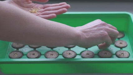 Woman sows seeds in peat tablets - Powered by Adobe