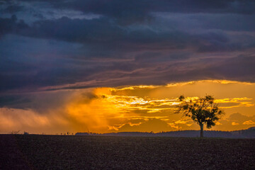 Sonnenuntergang und Baum mit vielen Misteln