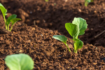 Planta del Bimi. 