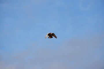 Falcon hunting