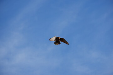 Falcon hunting