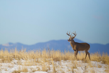 Naklejka na ściany i meble Big Whitetail buck deer on a ridge top with mountains in the background - environmental portrait photographed during deer hunting season