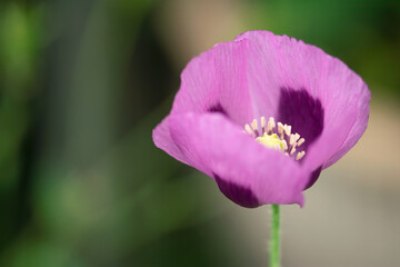 Fototapeta premium Purple Poppy Closeup