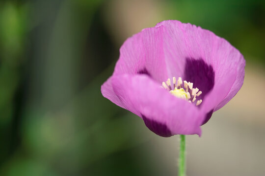 Purple Poppy Closeup