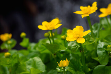 Obraz premium Yellow Marsh Marigold