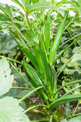 Obraz premium The okra fruit is in the fruiting stage, in the farmland of Pingtung, Taiwan.