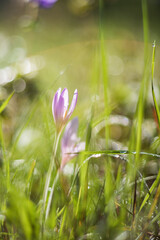 Ocun - Colchicum - colorful flower in a meadow in green grass. In the background is a forest. The photo has a beautiful bokeh created by an old lens.