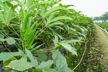 The okra fruit is in the fruiting stage, in the farmland of Pingtung, Taiwan. © BINGJHEN