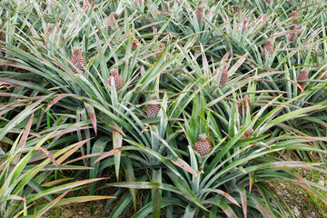 ripe pineapple growing in the orchard in Pingtung, Taiwan