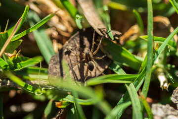 Araña lobo o saltarina. 