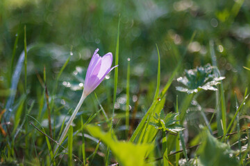 Ocun - Colchicum - colorful flower in a meadow in green grass. In the background is a forest. The photo has a beautiful bokeh created by an old lens.