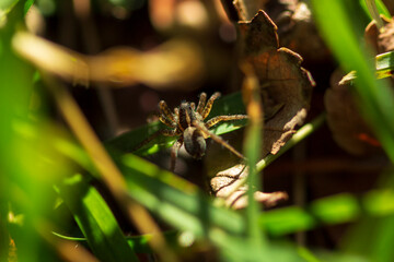 Araña lobo o saltarina. 