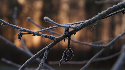 Frost on the branches of a tree.