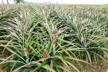Fototapeta premium Pineapple fruits are soon to be harvested on farmland in Taiwan.