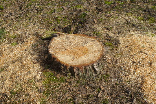 Fresh Cut Tree Stump In The Forest 