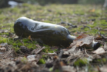 empty glass bottles in the forest 
