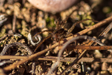 Araña lobo o saltarina. 