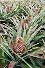 Pineapple fruits are soon to be harvested on farmland in Taiwan.