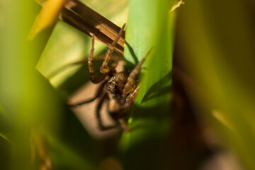 Araña lobo o saltarina. 