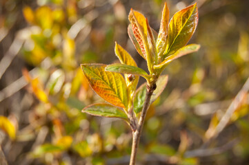 Closeup of yellowish leaves 