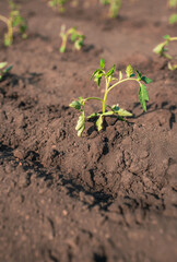 Growing greens plantation in the vegetable garden. Rows on the field. onion, farm, grow, plant, food, ground, vegetable, organic, green, growth, leaf, nature, field, farming, dirt, agriculture, planta