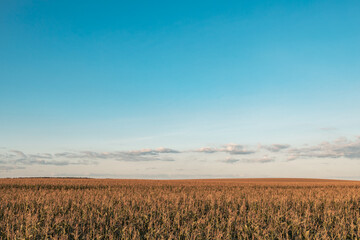 Fototapeta na wymiar landscape of a farm field with growing corn over it blue sky