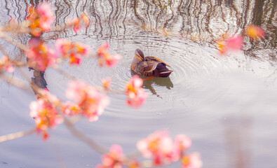 河津桜と鴨