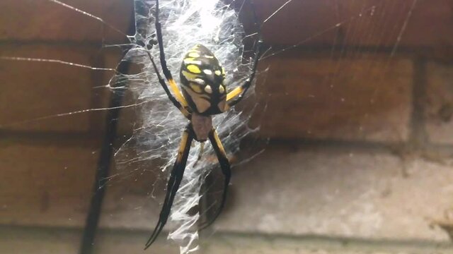 A creepy close up of a rather colorful Eastern Texas Spider swaying on it&rsquo;s web, near a flickering porch light, as the wind blows lightly during a night time setting in Eastern Texas.