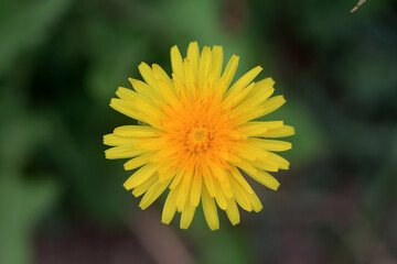 yellow flower of a dandelion