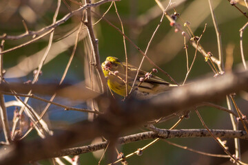 Pajarito. 