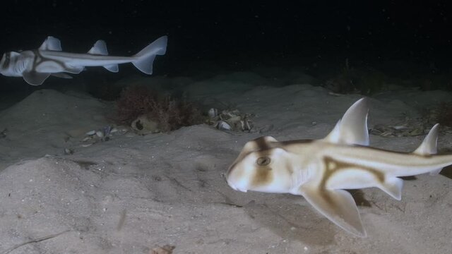 Heterodontidae