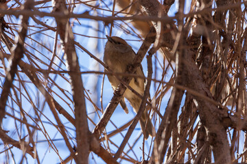 Pajarito. 