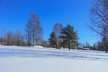 Blue spring sky over the trees.