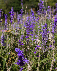 Naklejka premium Lavender flowers, close-up, selective focus