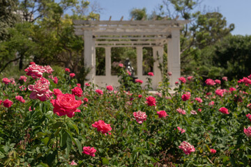 Fototapeta na wymiar Rose Garden in Palermo Park, Buenos Aires, Argentina.