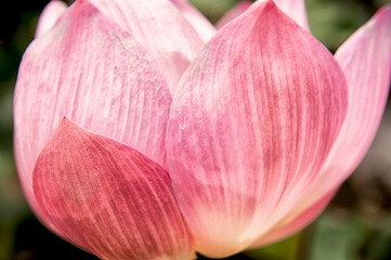 Macro shot of pink lotus flower on green background
