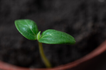 Naklejka premium Seedling. Young sprout in a pot close up
