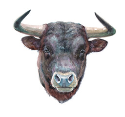 Watercolor single bull animal isolated on a white background illustration.
