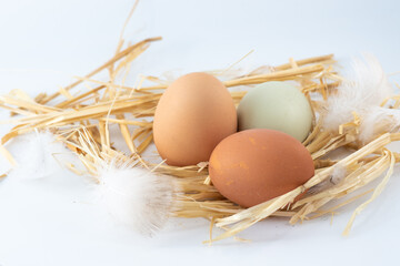 Eggs in a nest on a white background with feathers.