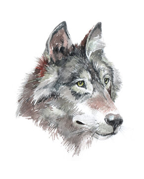 Watercolor single wolf animal isolated on a white background illustration.
