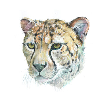 Watercolor cheetah  animal on a white background illustration