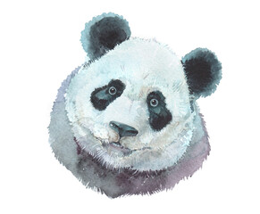 Watercolor panda bear animal illustration isolated on white background  © PYRAMIS