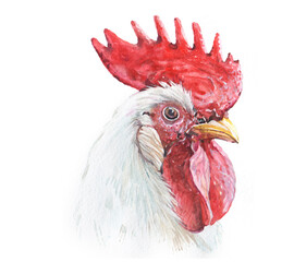 Watercolor rooster chicken cock animal illustration isolated on white background

