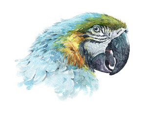 Watercolor realistic red parrot tropical bird animal isolated on a white background illustration