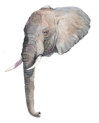 Obraz premium Watercolor realistic elephant tropical animal isolated on a white background illustration. 