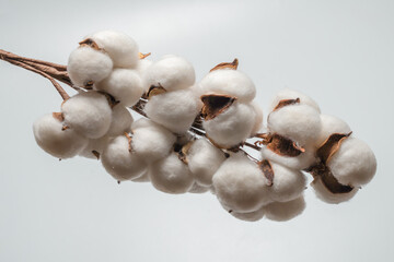 Cotton flower branch isolated on white background.