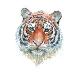 Watercolor single tiger animal isolated on a white background illustration.
